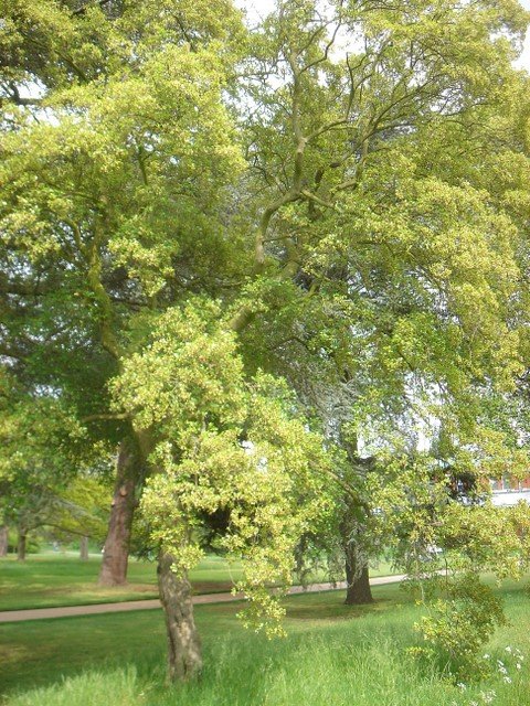 Acer sempervirens